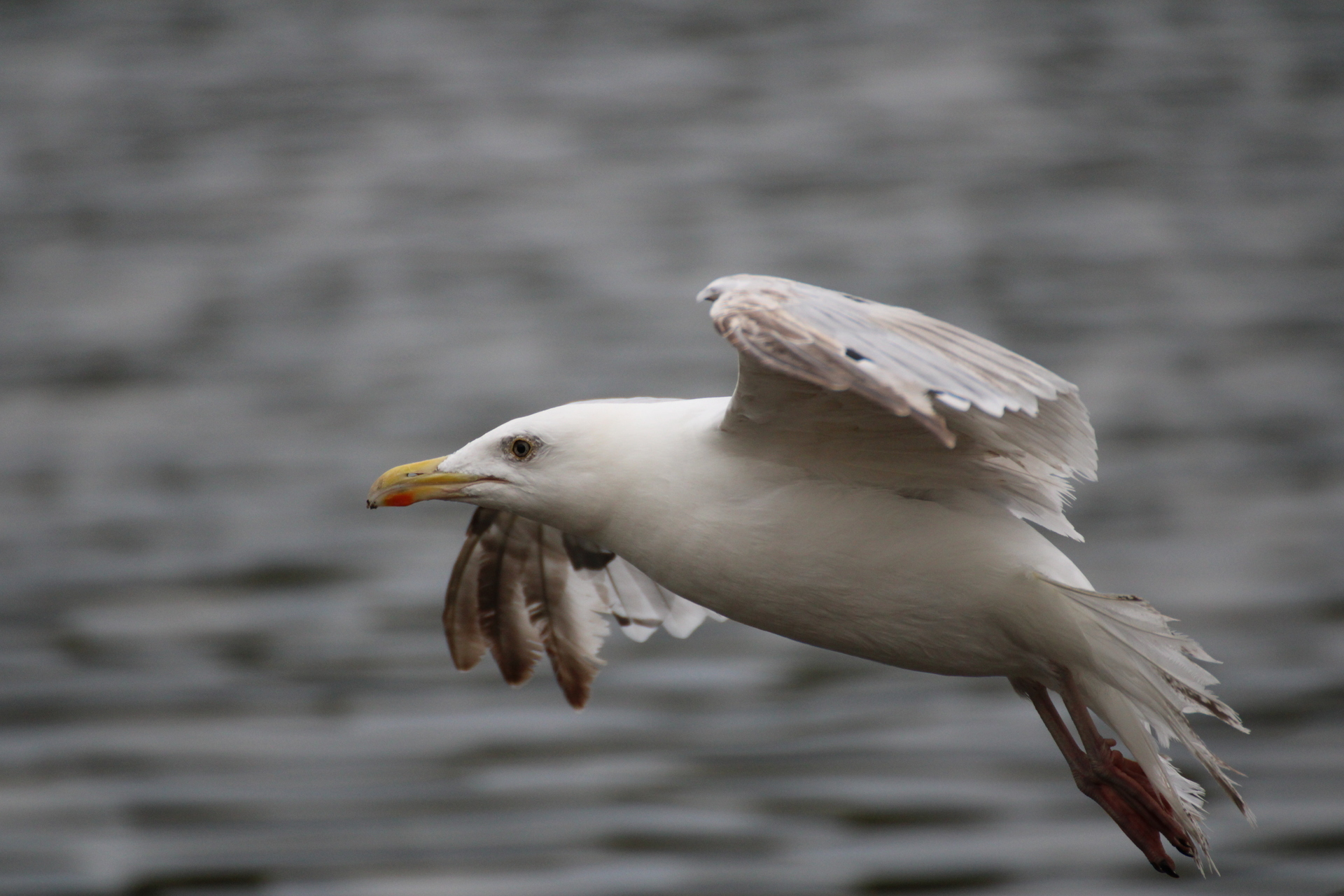 A sea gull flying with a lake in the background