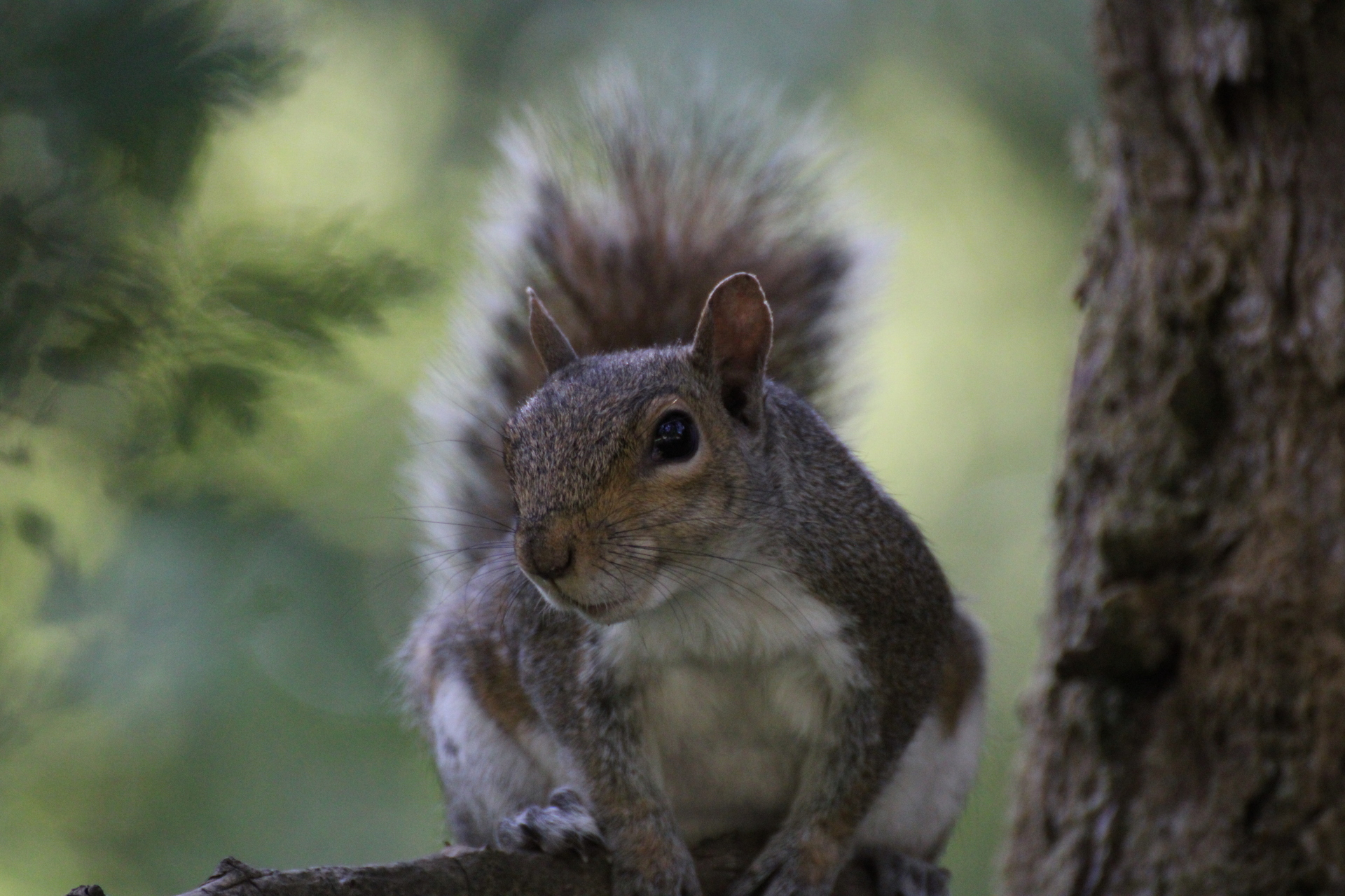 A squirrel looking twards the camera on a tree branch