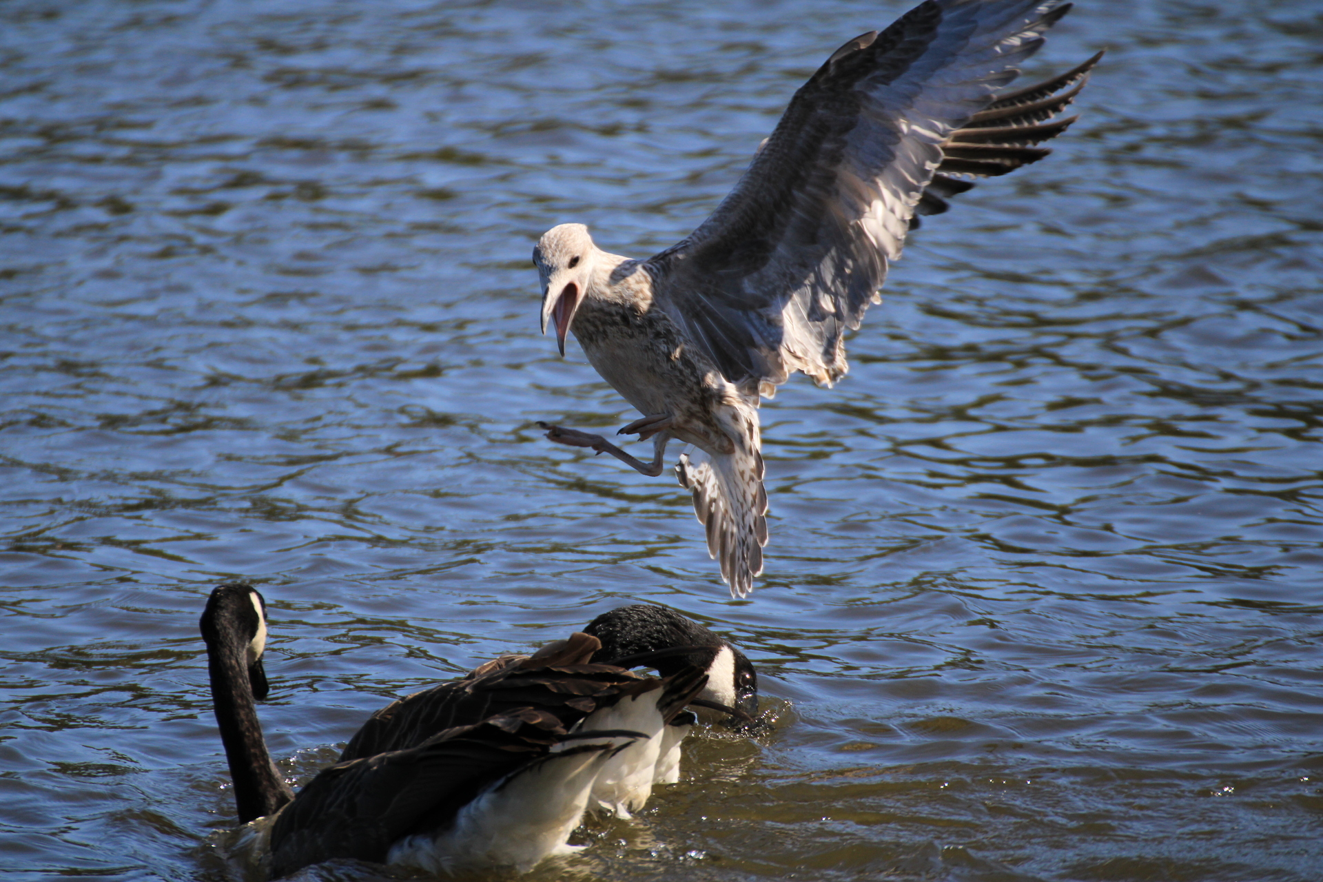 A sea gull attacking a swan