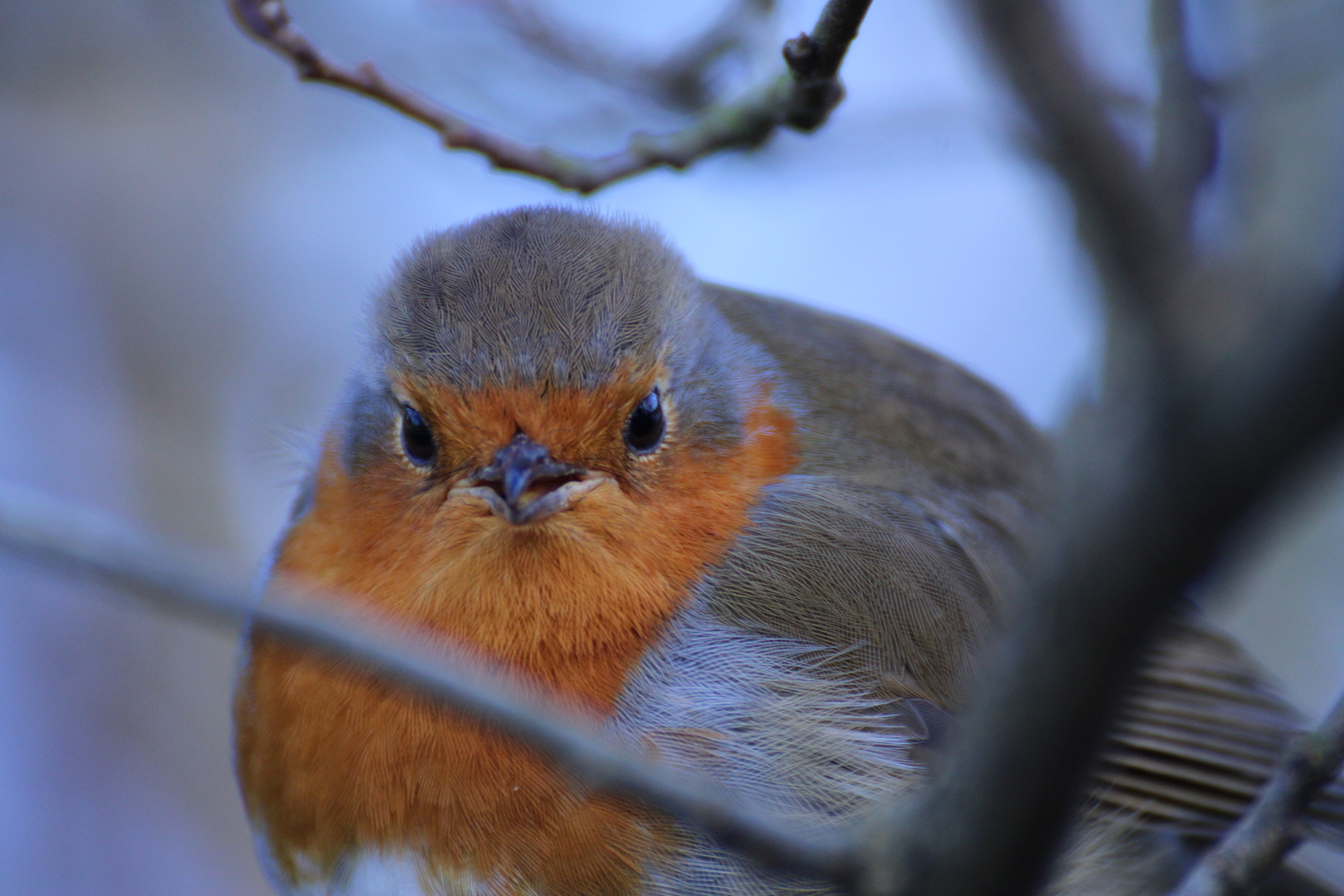 Grumpy robin staring at the camera