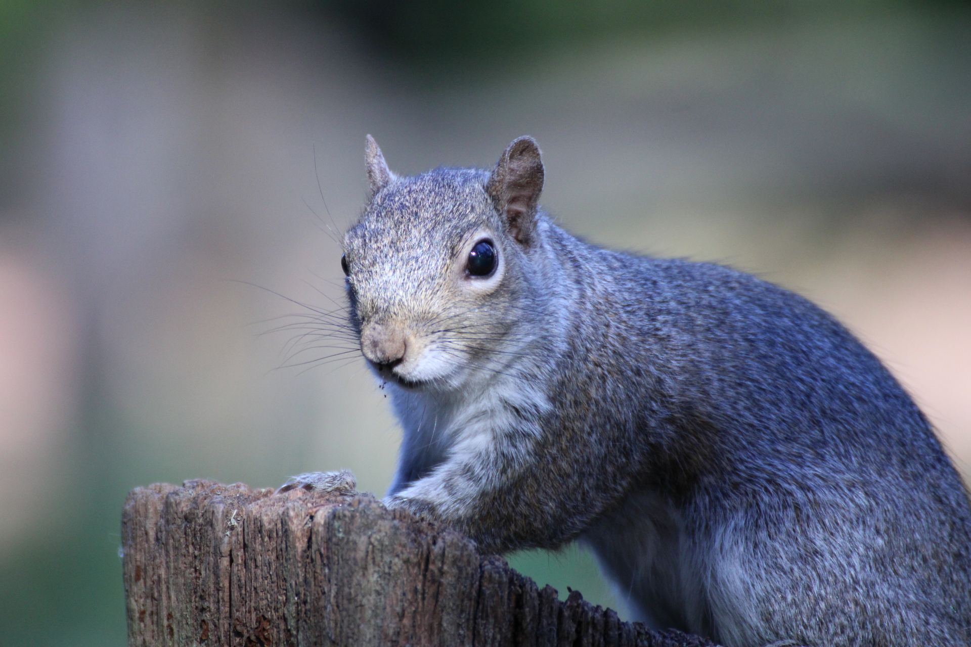 A squirrel on a broken fence post