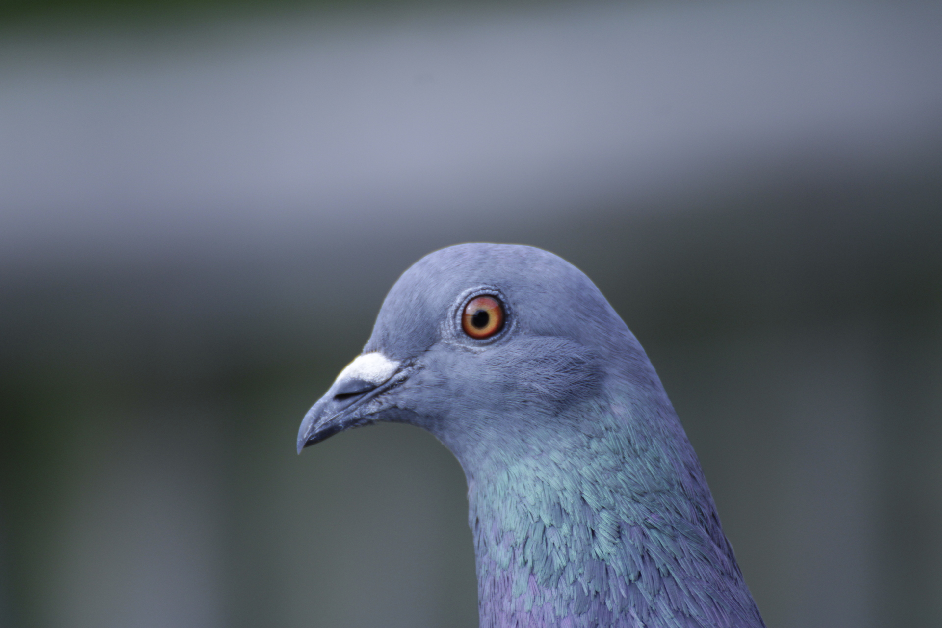a close up of a pigon eye